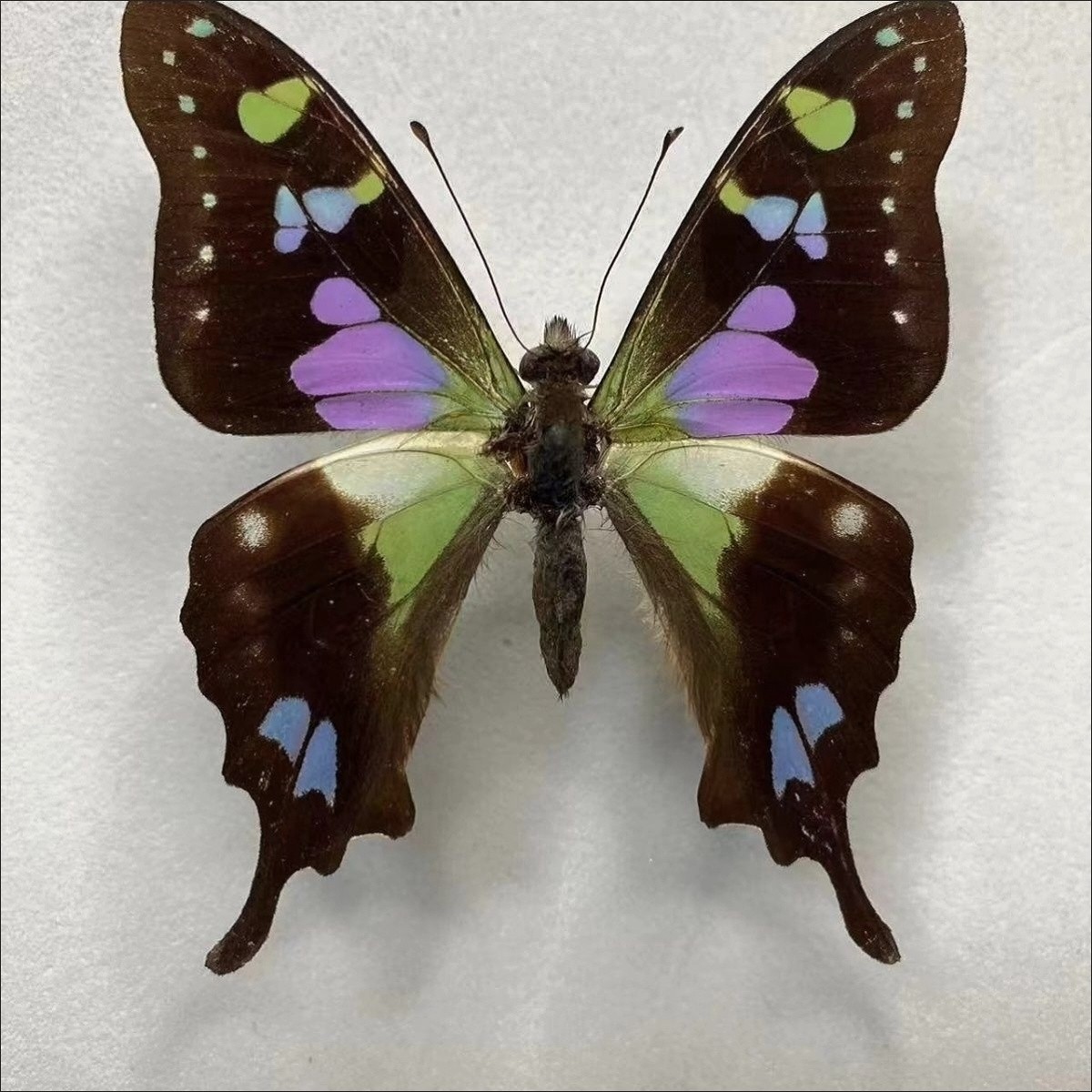 2 Real Purple Green Swallowtail Butterfly Specimens Spread Wings A1/A-