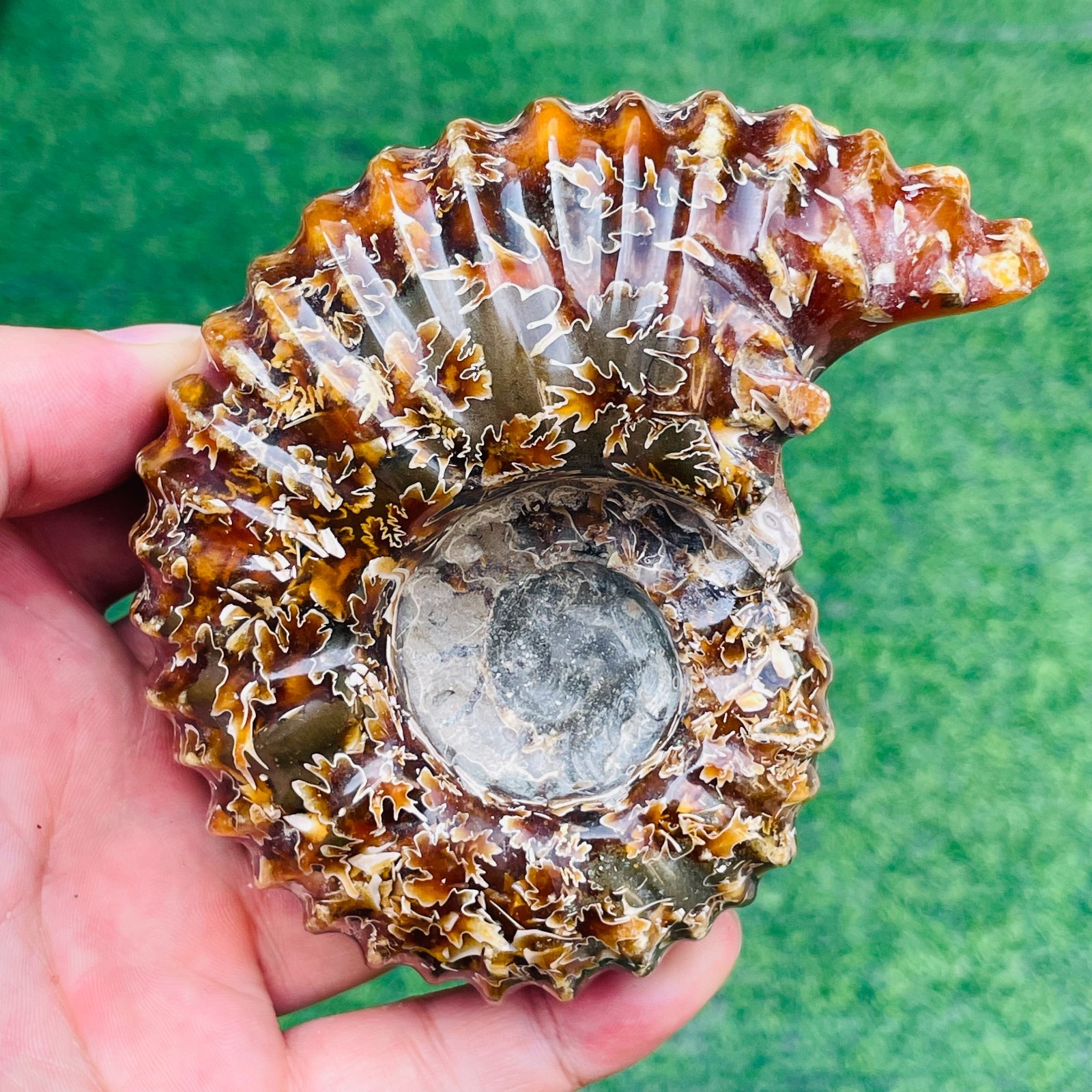 440g TOP Rare Natural Ammonite Conch Jasper Mineral Specimen Healing