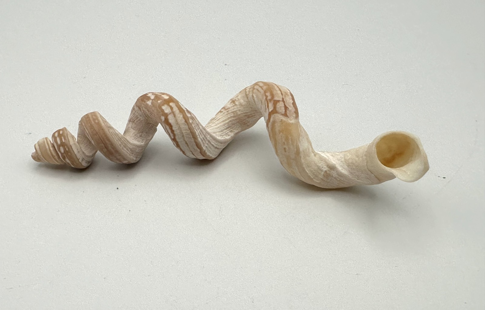 83mm Stunning Vermicularia Worm Snail Seashell Florida Marine Specimen
