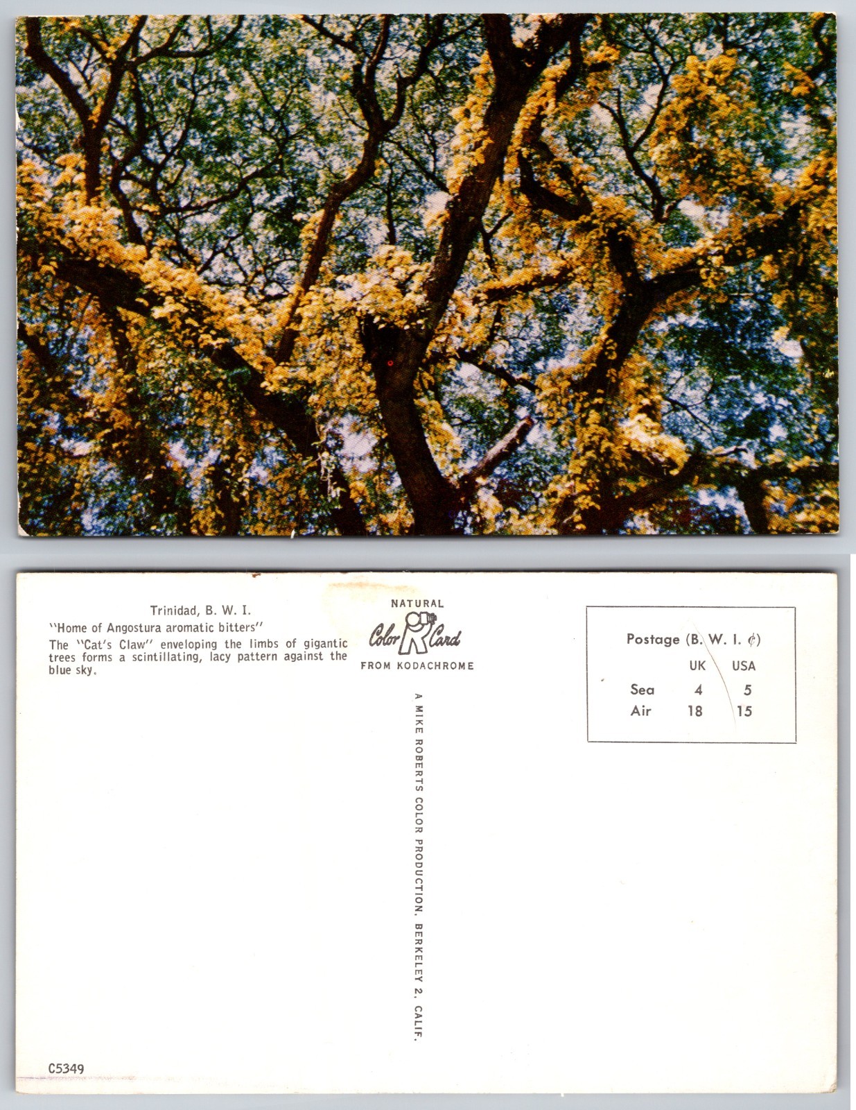 Continental Trinidad Tree Blossoms Postcard