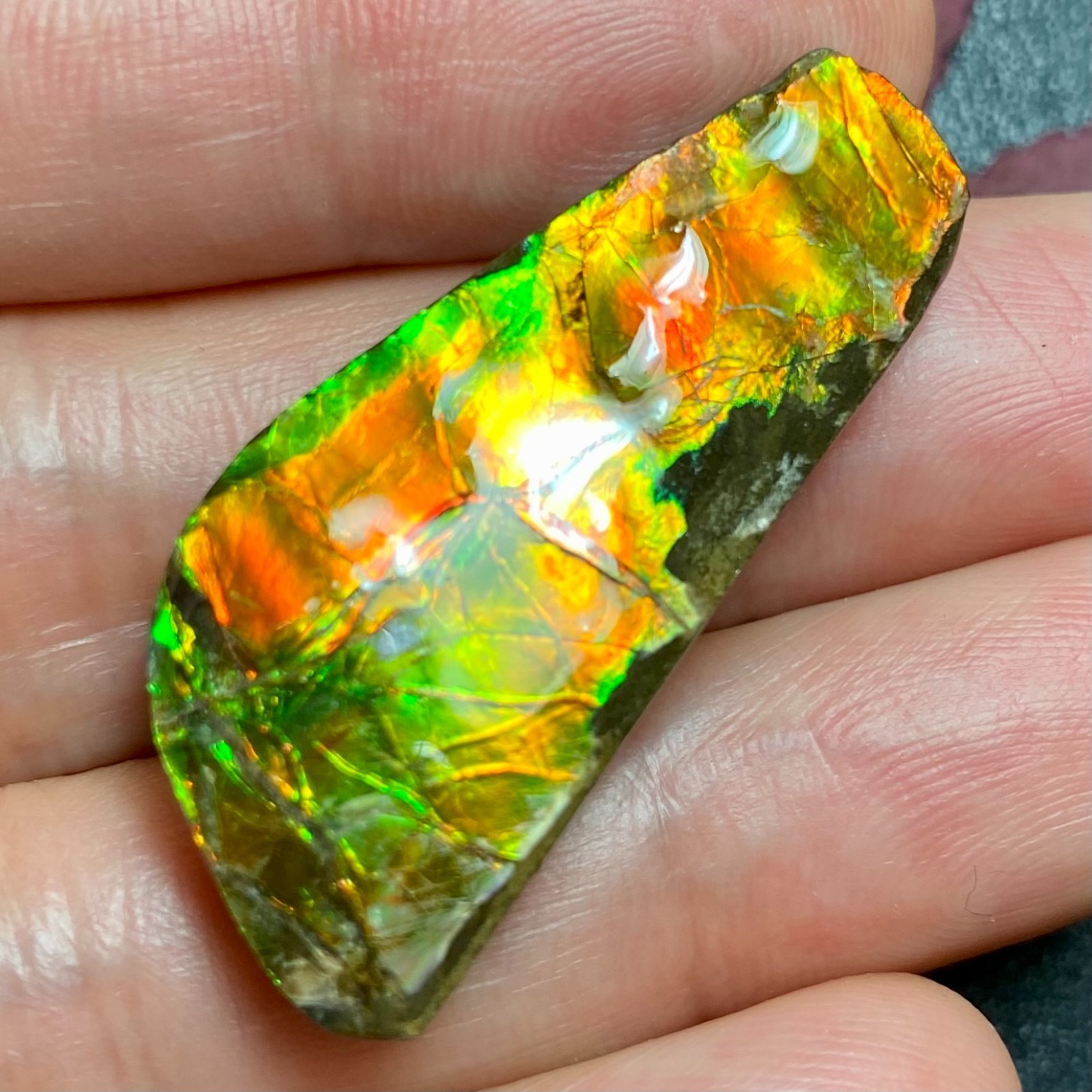 Rare Canadian Ammolite Specimen Vivid Gold Green Fire Organic Ammonite #3040-37