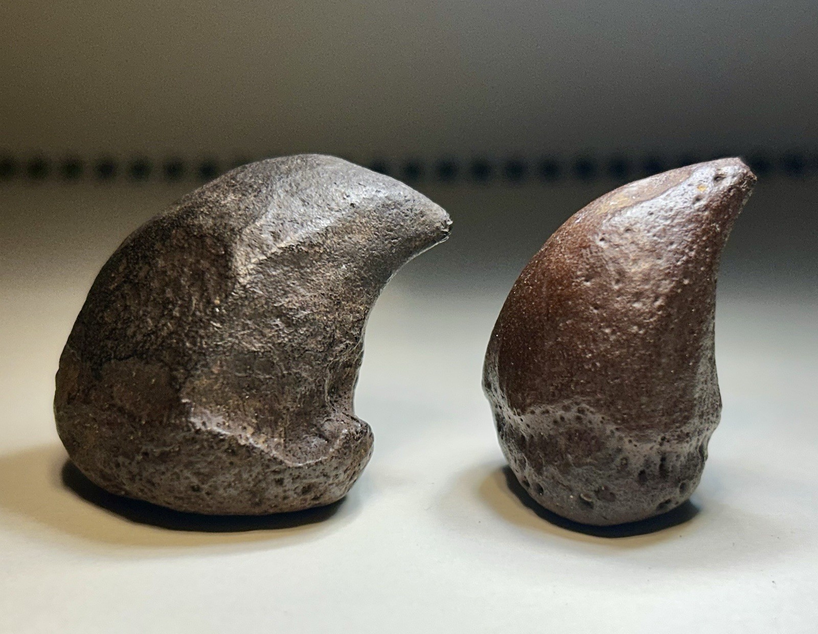 Near 2” Pair of Giant Tortoise Spurs Peace Rv. Florida Rare Pleistocene Fossil