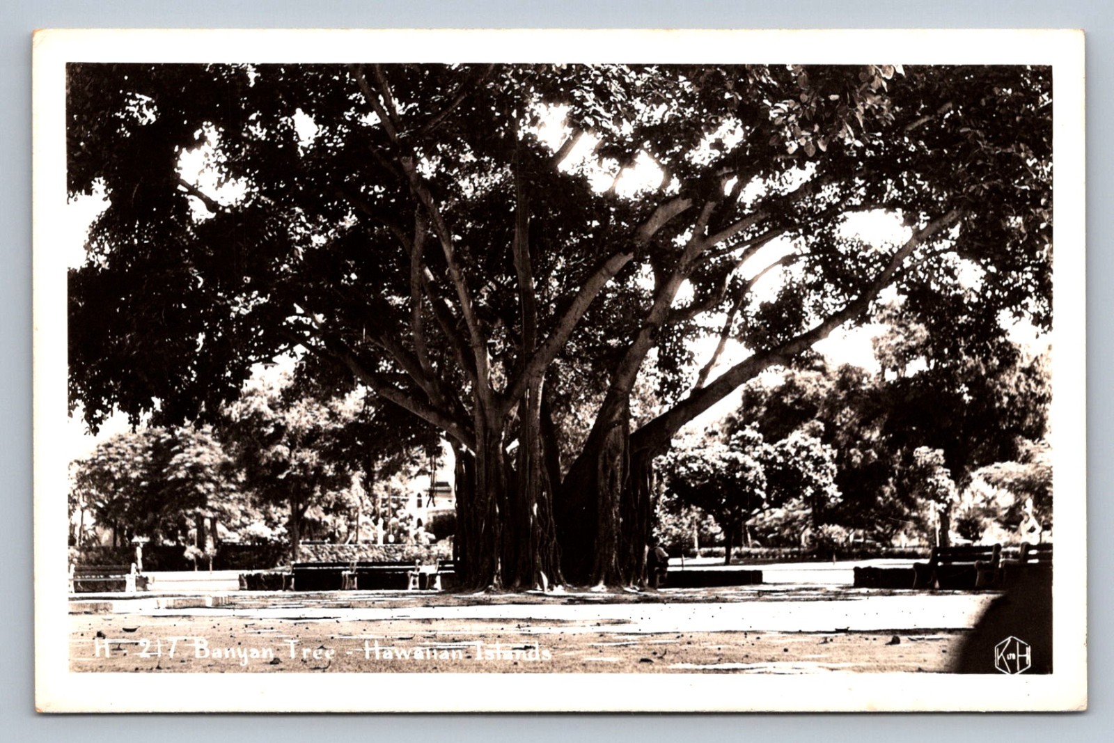 Postcard RPPC Hawaiian Islands Gigantic Banyan Tree c. 1940s R818 Postcard RPPC Hawaiian Islands Gigantic Banyan Tree c. 1940s R818