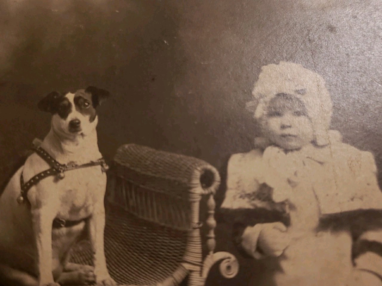 Antique 1890s Cabinet Card Photo Dog \