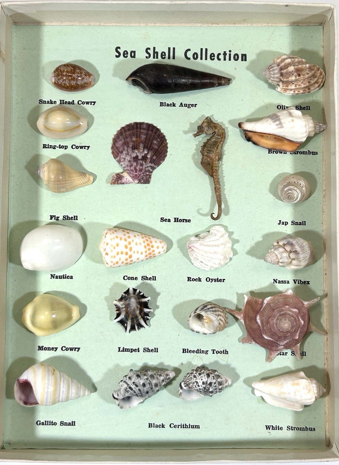 Vintage 60’s Sea Shell (21) Collection & Original Box • Lauderdale By The Sea FL Vintage 60’s Sea Shell (21) Collection & Original Box • Lauderdale By The Sea FL