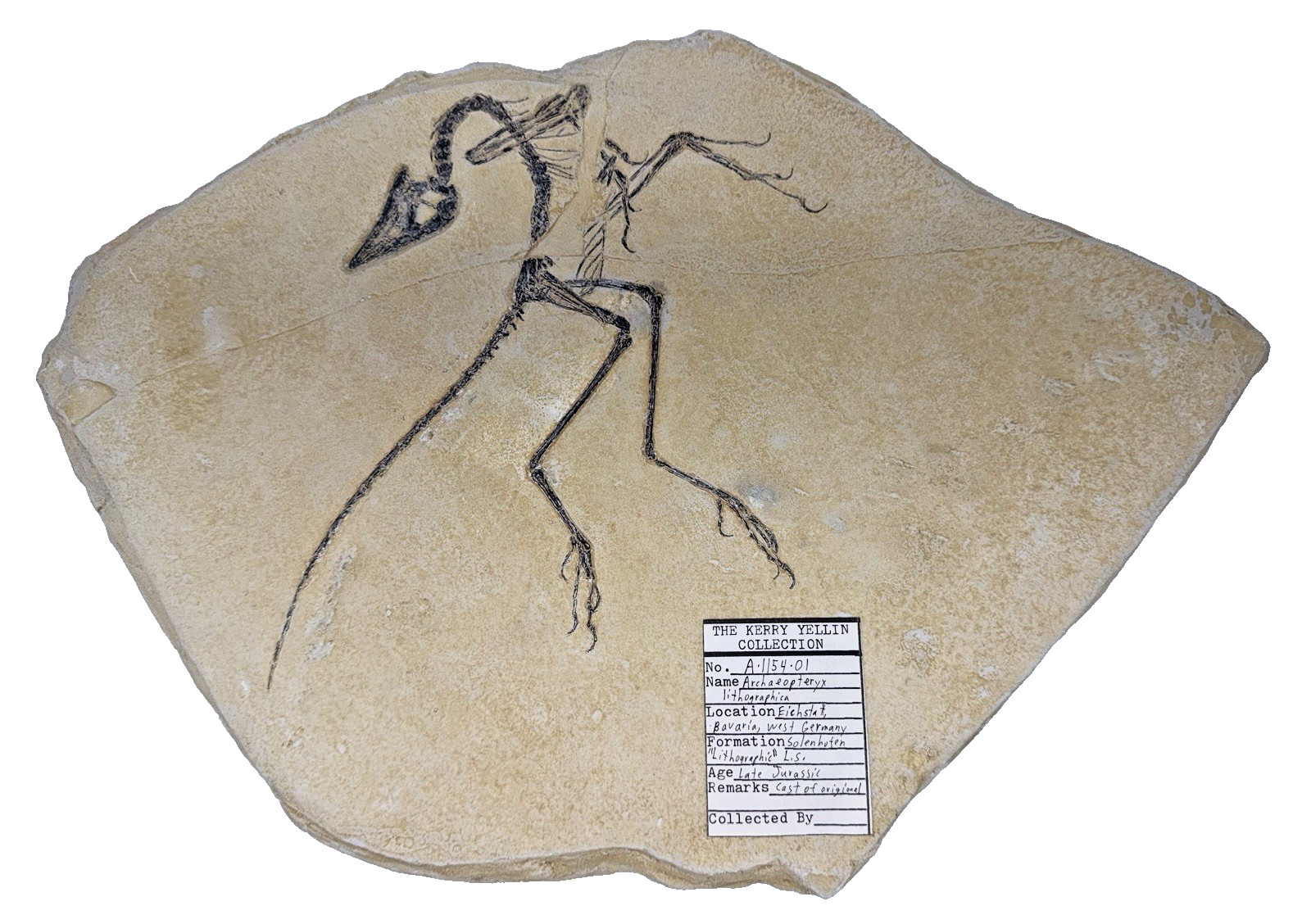 Archaeopteryx Lithographica fossil Cast  Solnhofen Jurassic Teaching Specimen