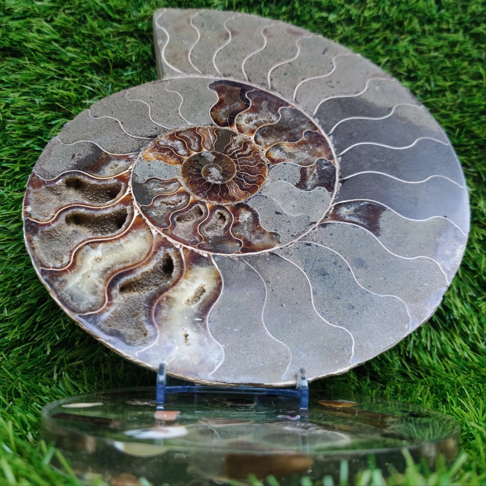 Huge cut and polished ammonite North Yorkshire Fossils Huge cut and polished ammonite North Yorkshire Fossils