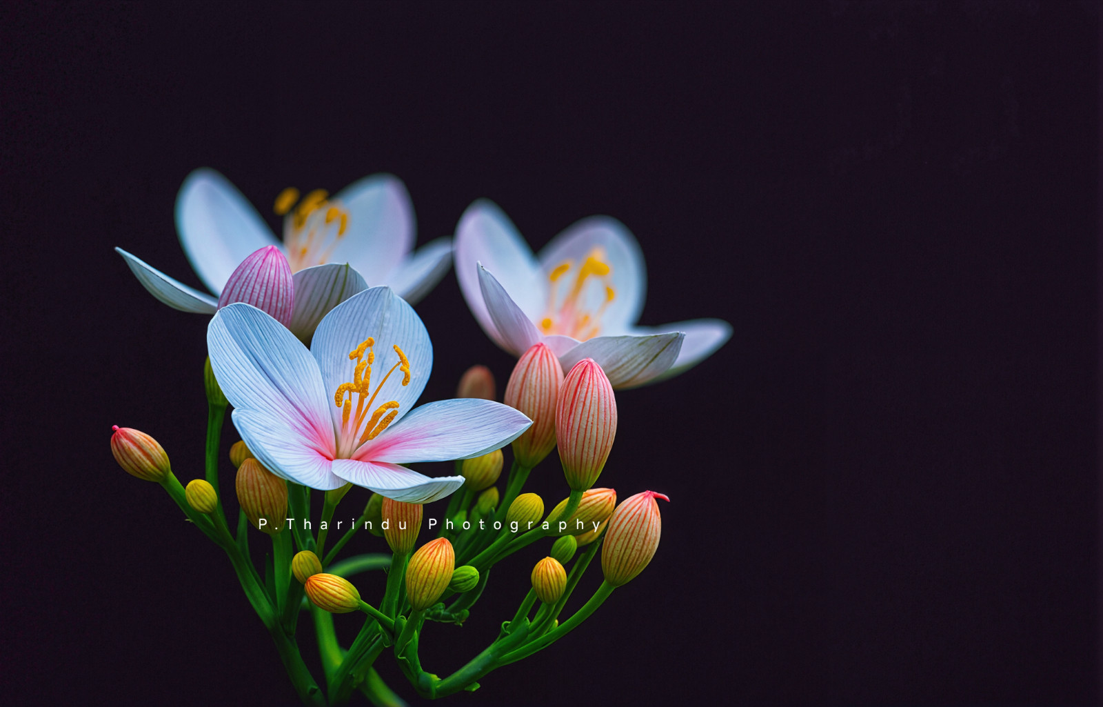 Photograph Digital Image Wildflower Photo Wallpaper Background Desktop Art Print Photograph Digital Image Wildflower Photo Wallpaper Background Desktop Art Print