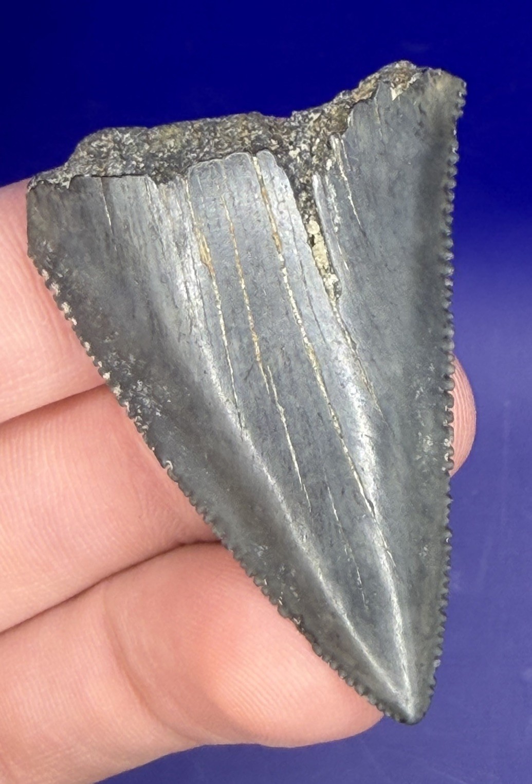 1.87” Glossy Great White Shark Tooth Fossil real Shark Teeth 1.87” Glossy Great White Shark Tooth Fossil real Shark Teeth