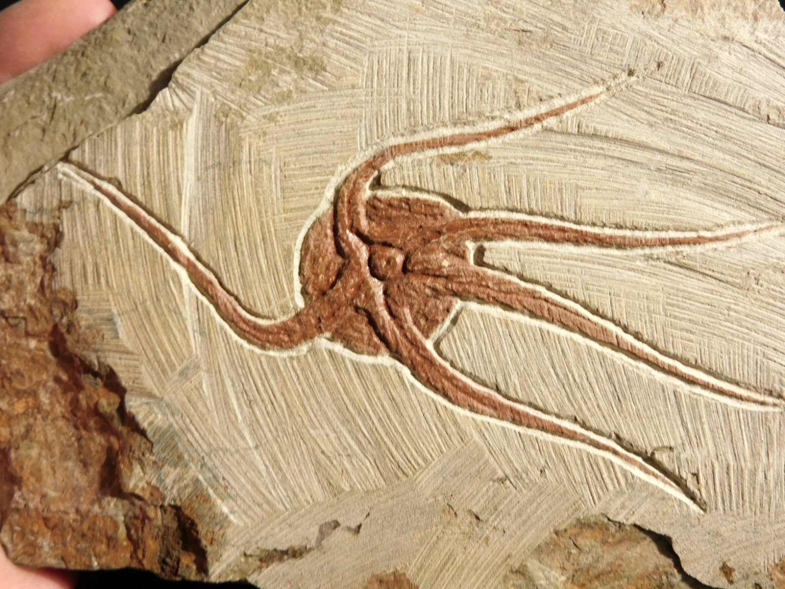 wOw 461 Million Year OLD STARFISH Fossil Ordovician Period Morocco 366gr