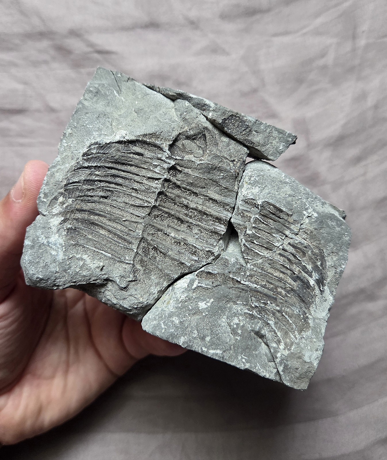 Very Rare Partial Arctinurus Boltoni Trilobite Fossil Rochester Shale New York
