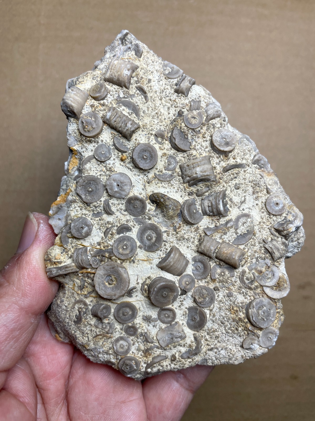 248g Beautiful Crinoid Landscape stone 248g Beautiful Crinoid Landscape stone