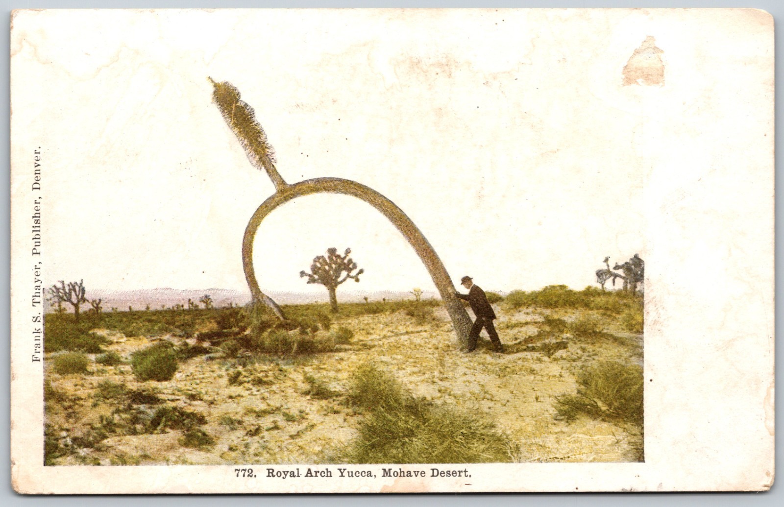 Royal Arch Yucca Mohave Desert Man in Suit ANTIQUE Postcard 10189