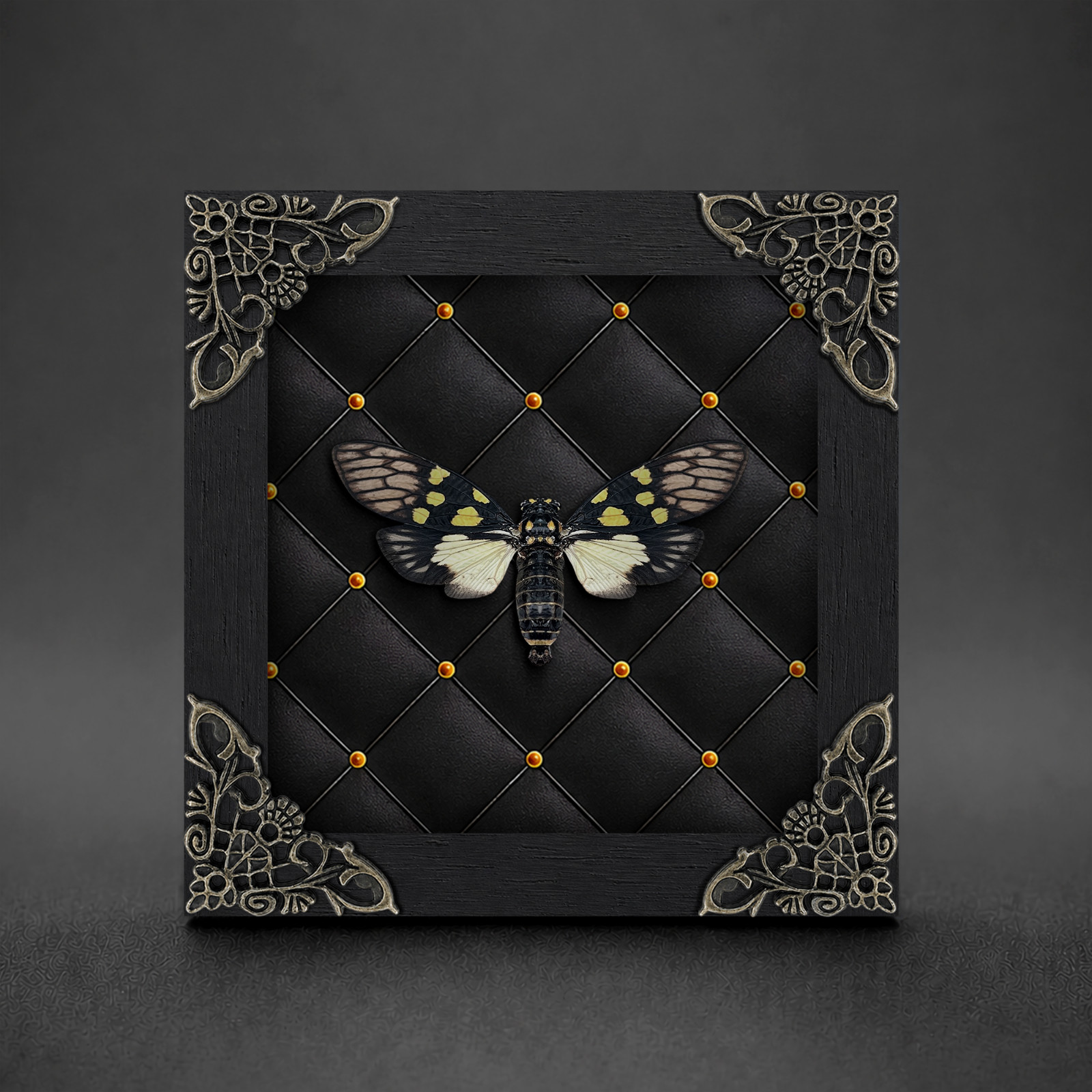 Real Cicada Specimen Shadow Box Cabinet Curiosities Decor Insect Oddity Display