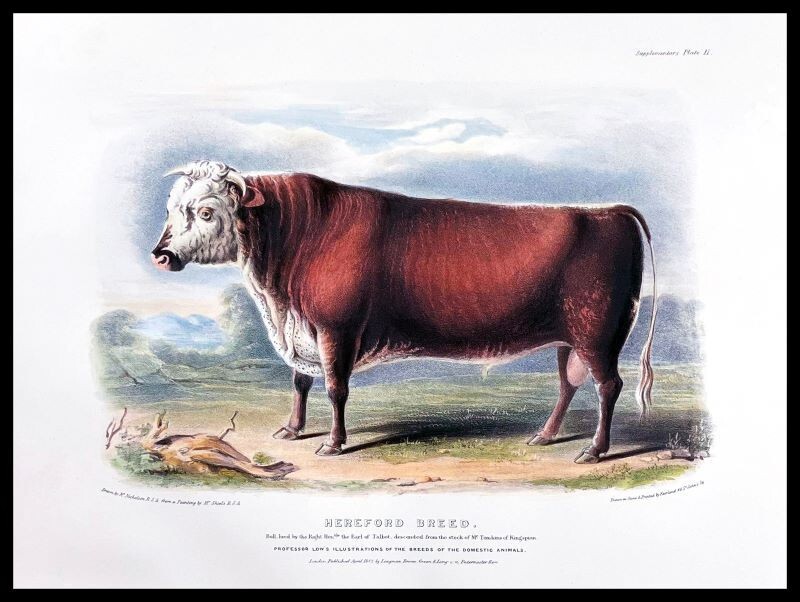 The Hereford Breed NEW Sign: 24x30\
