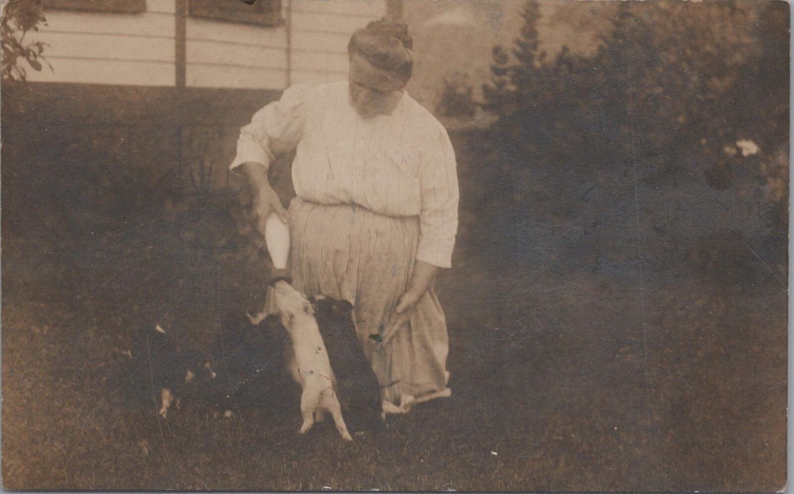 RPPC Postcard Woman Bottle Feeding Baby Pigs Piglets Foxburg PA RPPC Postcard Woman Bottle Feeding Baby Pigs Piglets Foxburg PA
