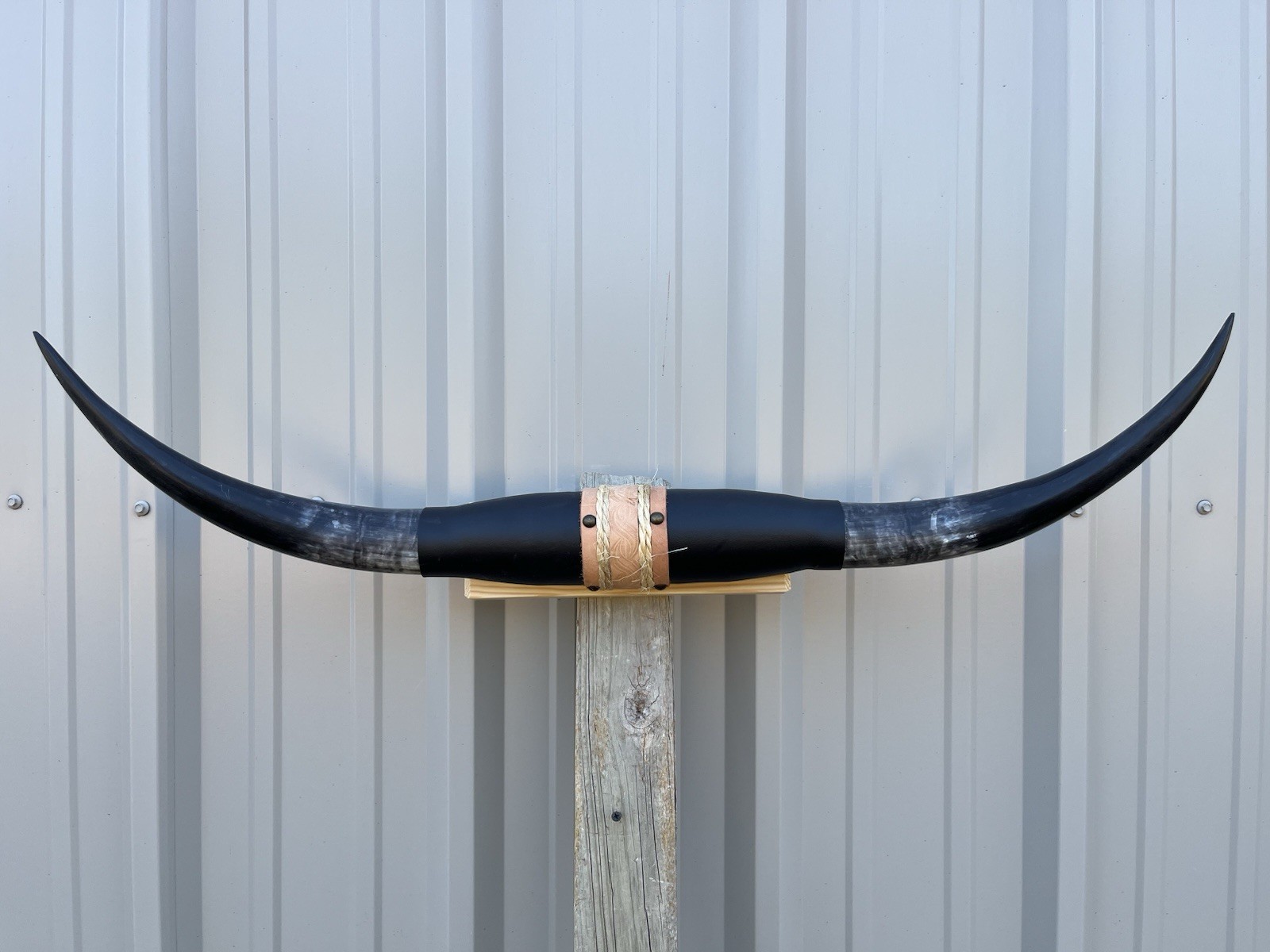 MOUNTED STEER HORNS 35 1/2 Inches LONGHORN POLISHED MOUNT BULL COW