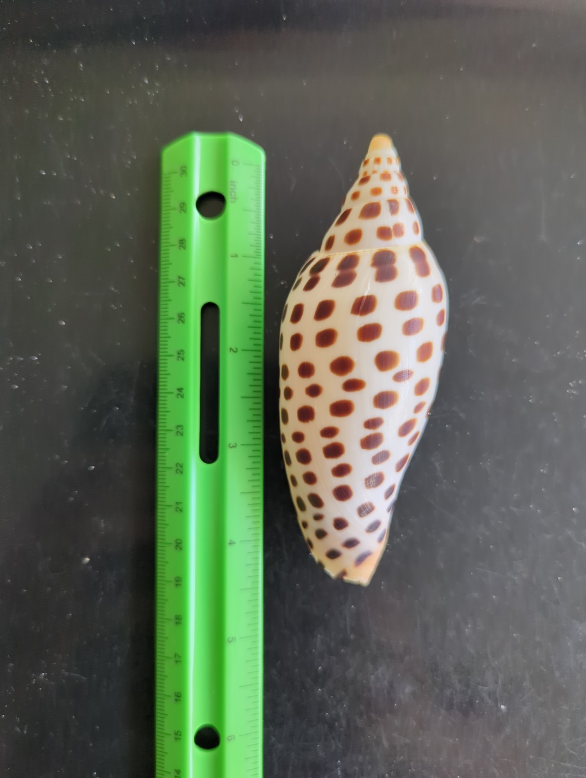 Scaphella Junonia shell Scaphella Junonia shell