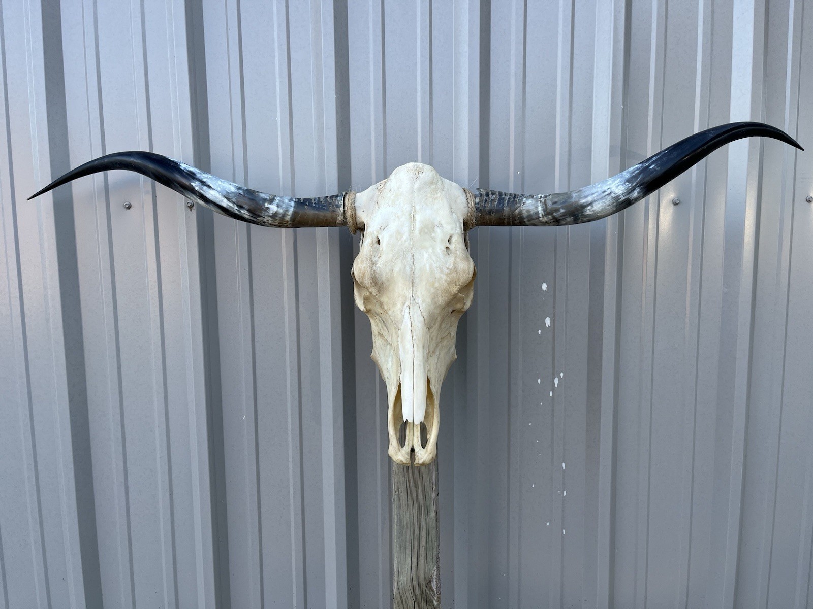 Longhorn STEER SKULL 4 Feet 10 1/2 Inch WIDE Polished Horns BULL HORN COW HEAD