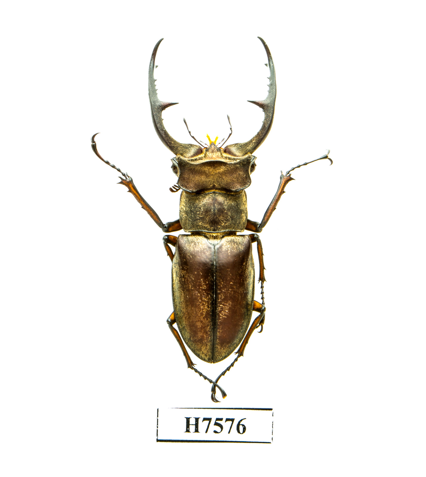 INSECT - H7576. Lucanidae: Lucanus collardi- VERY RARE, BIG 43.3MM, VIETNAM INSECT - H7576. Lucanidae: Lucanus collardi- VERY RARE, BIG 43.3MM, VIETNAM