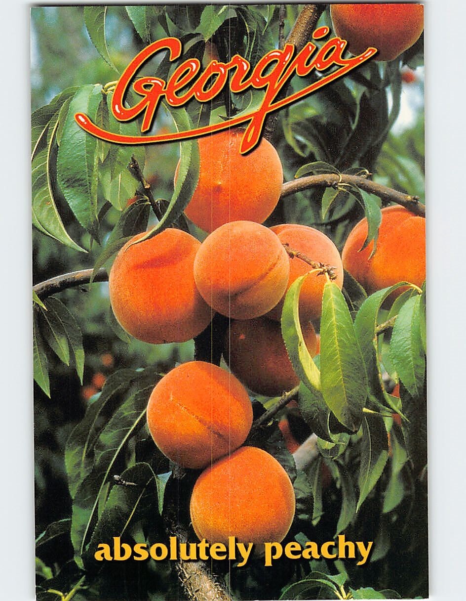 Postcard Absolutely Peachy Peach Fruits Georgia USA