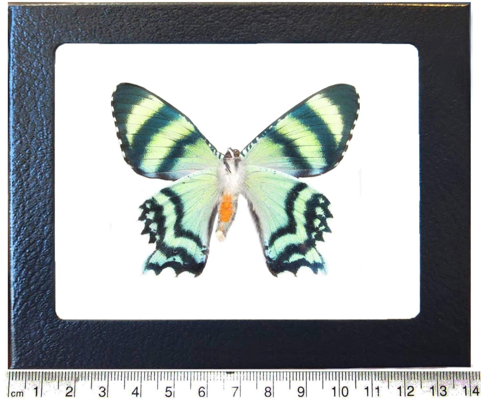 Alcides orontes VERSO blue green black day flying moth Indonesia FRAMED
