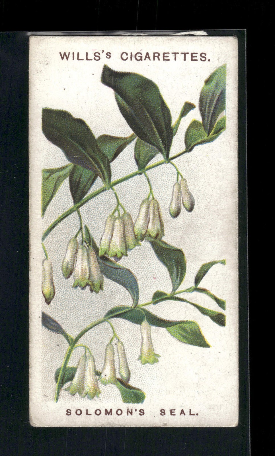 1913 Wills\'s Old English Garden Flowers 2nd series #32 Solomon\'s Seal 1913 Wills\'s Old English Garden Flowers 2nd series #32 Solomon\'s Seal