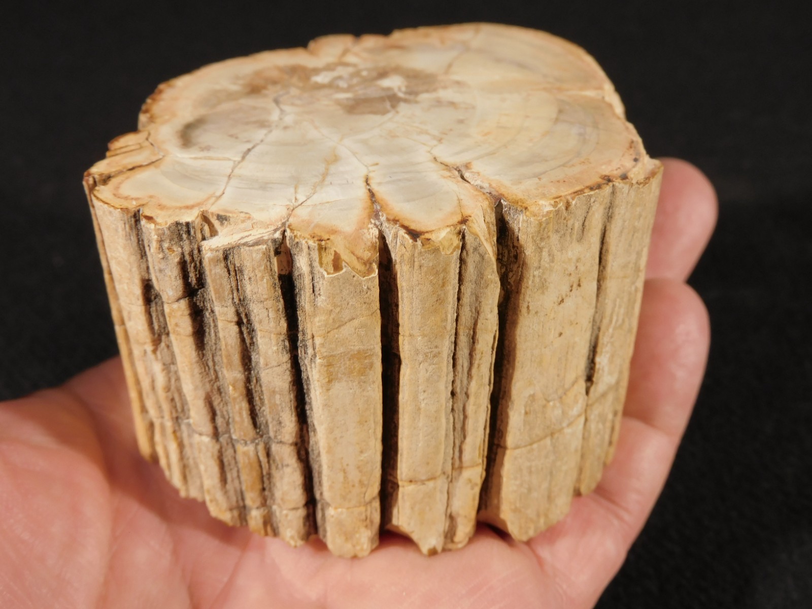 Perfect  BARK 191 Million Year Old Polished Petrified WOOD Fossil 389gr