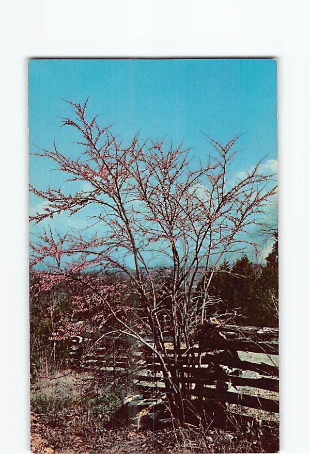Redbud Tree H-50779