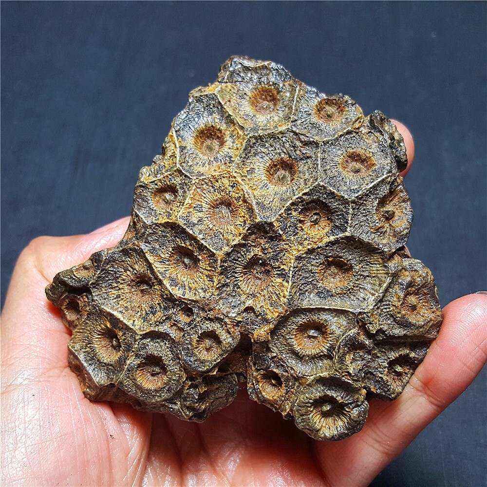HOT232.9g Natural Polished seedpod of the lotus  Madagascar 29A69