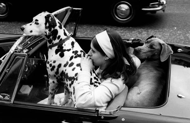 Young British woman waiting a convertible car two dogs A dalmatian- Old Photo