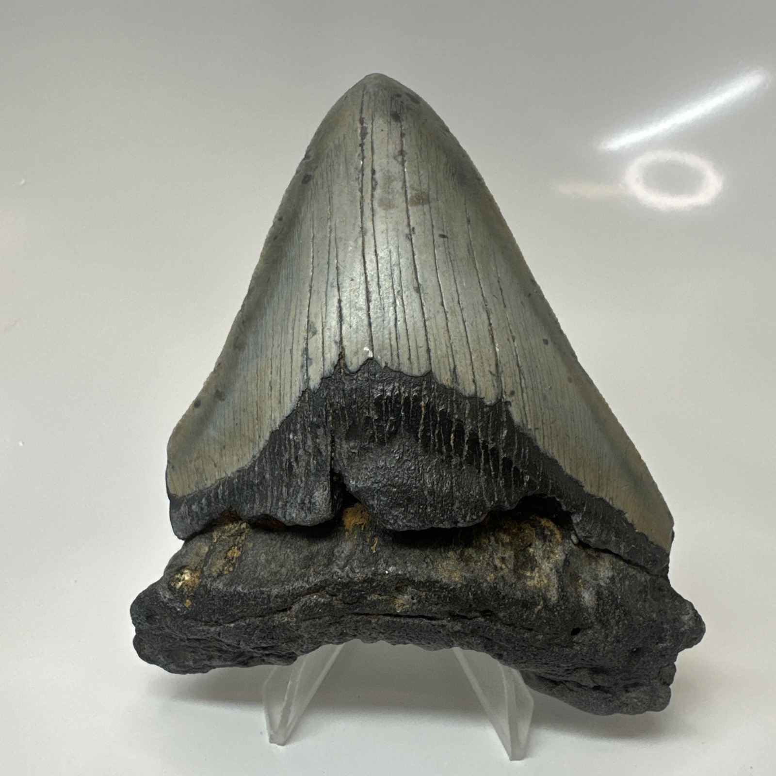 Megalodon Shark Tooth 4.24 Inch - Beautiful - Wide Fossil - Authentic 20490