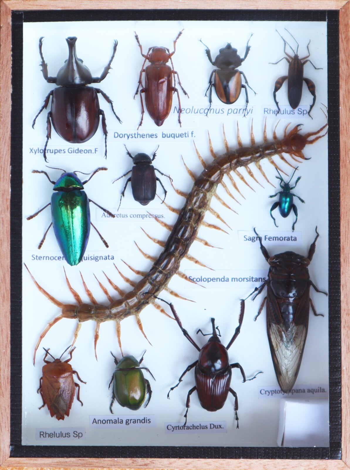 Real centipede and Mix Of  Insect Taxidermy In Wooden Box Display