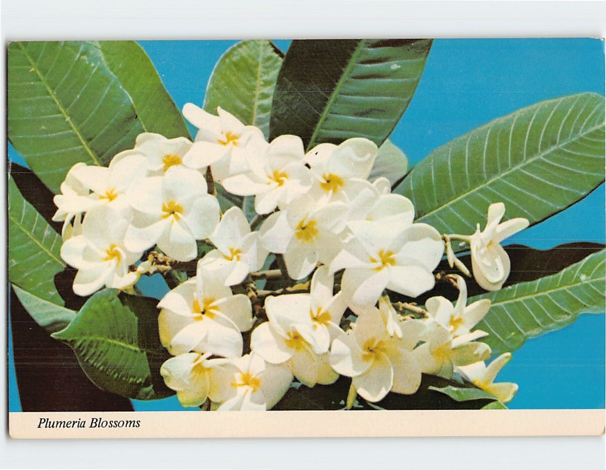Plumeria Blossoms G-62799