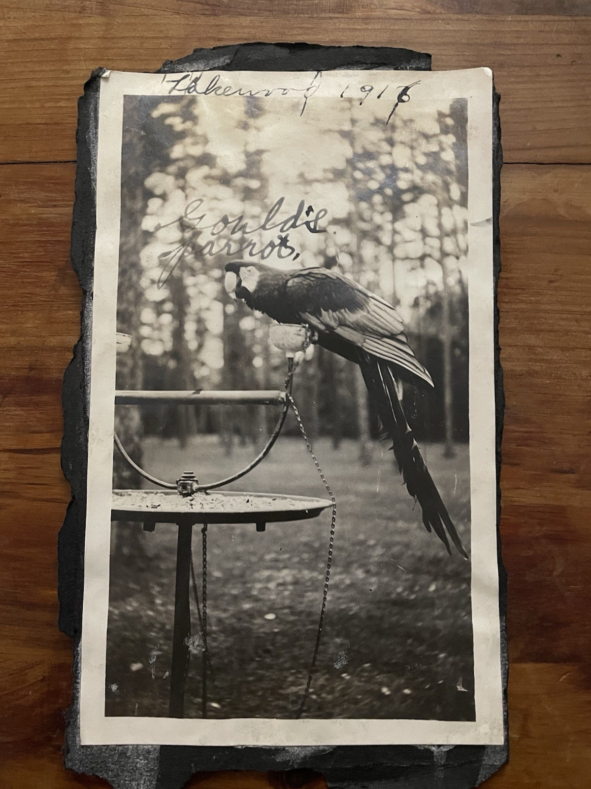 1916 Photo Of Macaw And Boy On Reverse
