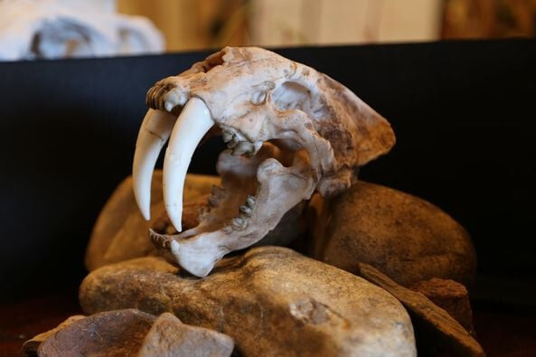 Life-Size Saber Toothed Tiger Skull Replica – Prehistoric Fossil Model Life-Size Saber Toothed Tiger Skull Replica – Prehistoric Fossil Model