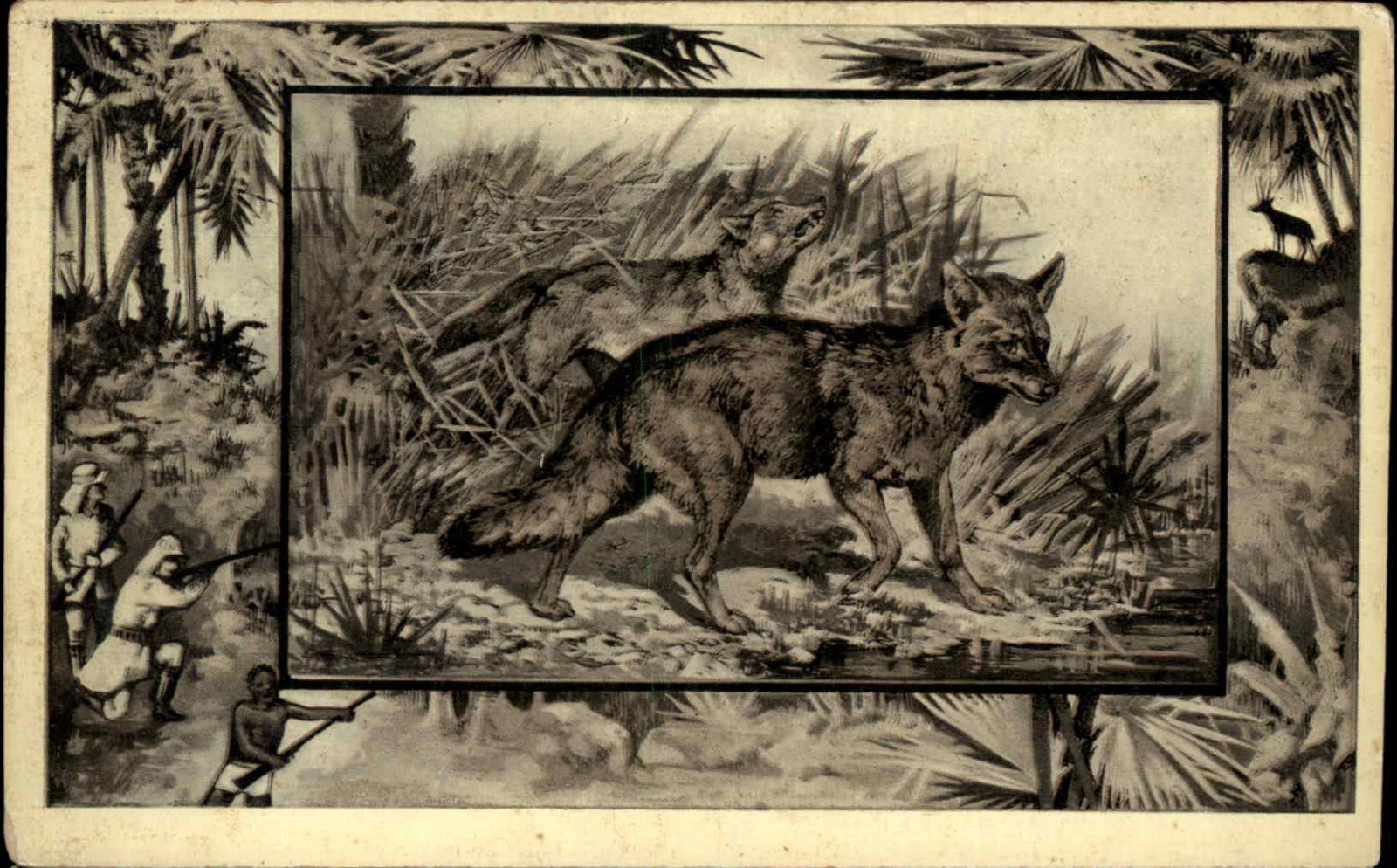 Jackal Africa Hunting Safari c1909 Vintage Postcard
