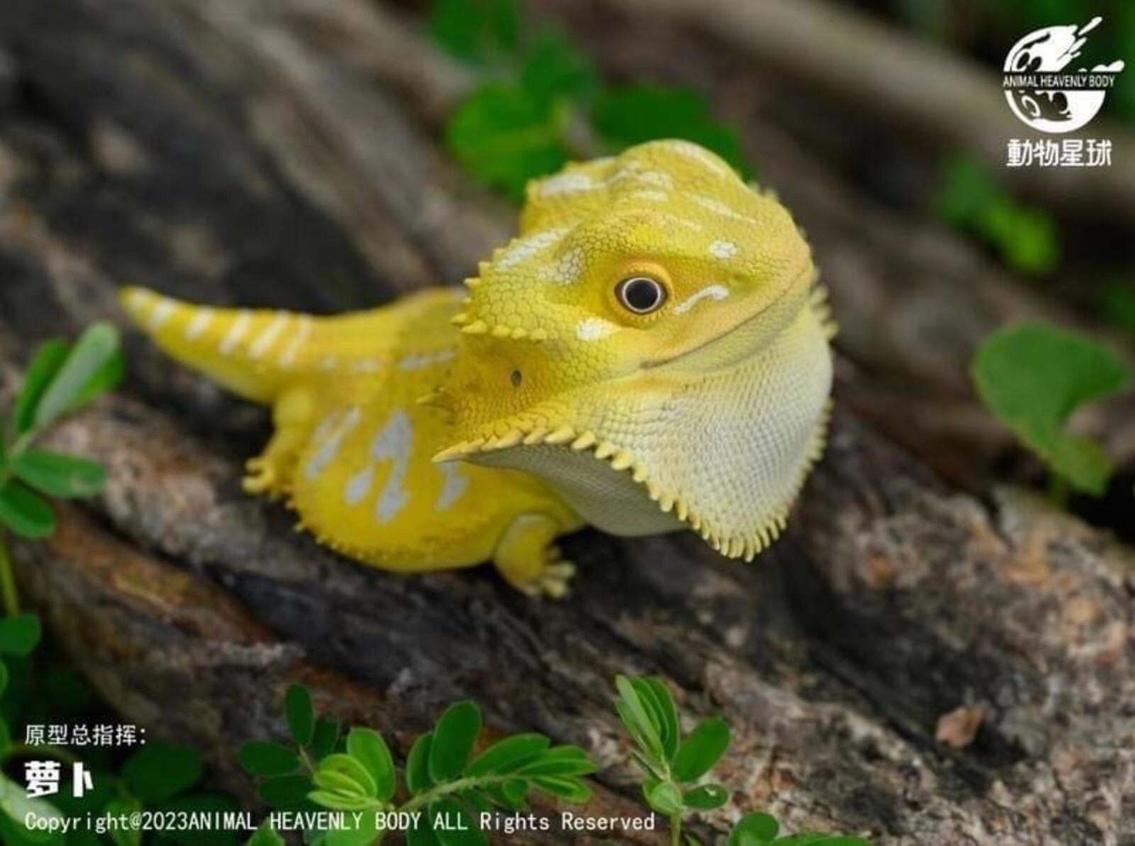Animal Heavenly Body Pogona Vitticeps (Citrus) - Bearded Dragon Statue