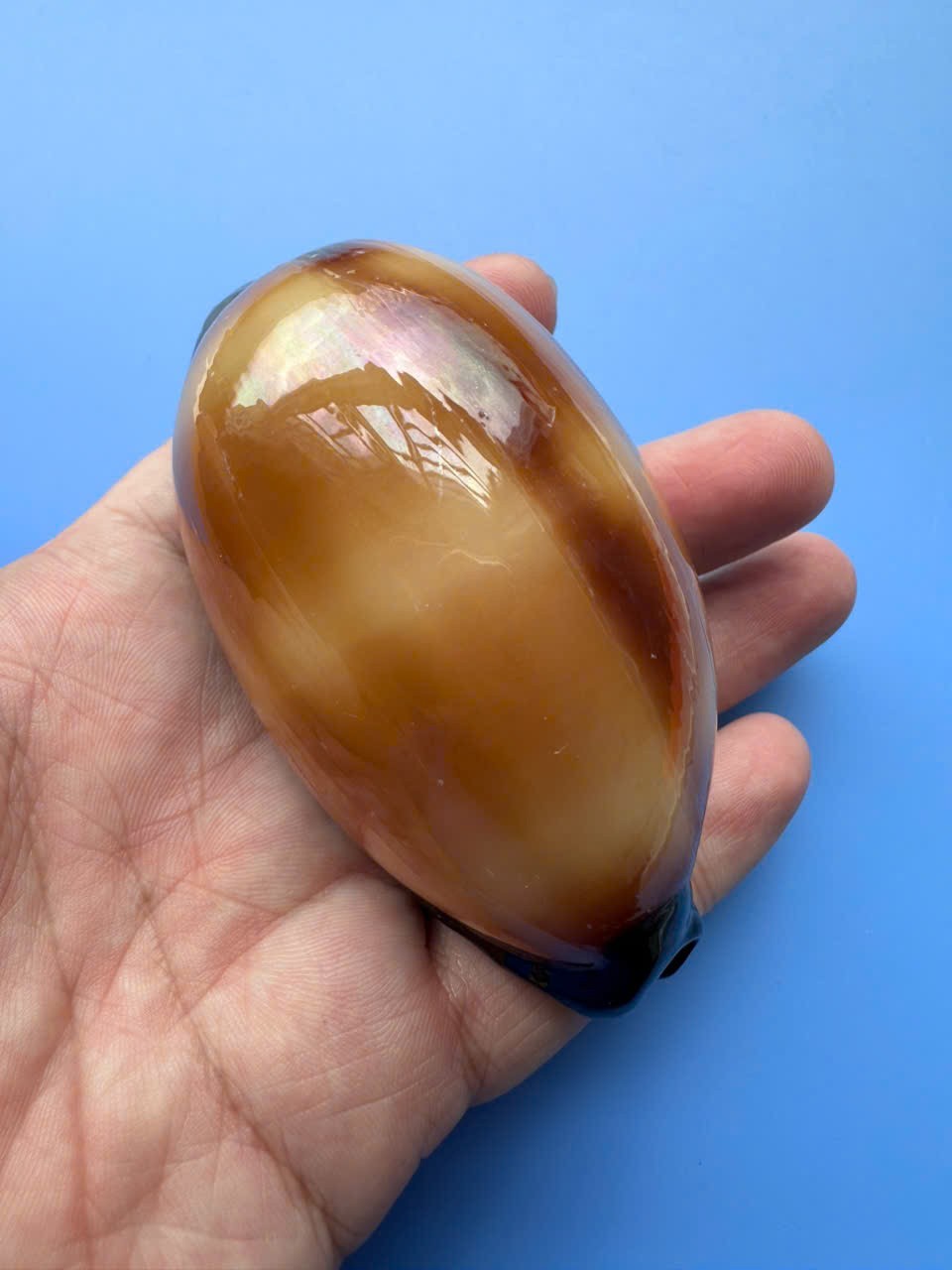 89.2mm | Cypraea Talpa | F+++ GEM | GIANT size | Beautiful shell 89.2mm | Cypraea Talpa | F+++ GEM | GIANT size | Beautiful shell