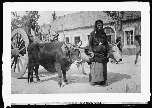 Podgoritza Montenegro 1919 Ox Cart Patient to American Red Cross Hospital