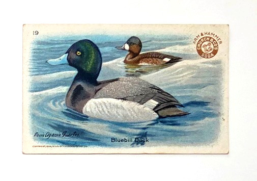 1924 J8 #19 Bluebill Duck, SMALL, Useful Birds of America - Series #4, 1st we ha