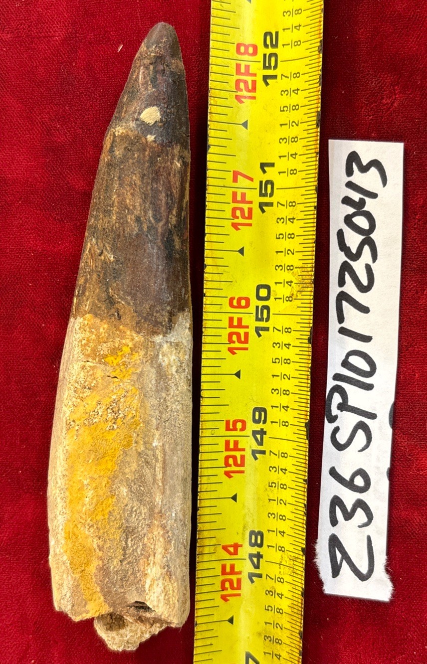 Authentic 5 1/8” Spinosaurus Tooth Fossil See Video Authentic 5 1/8” Spinosaurus Tooth Fossil See Video