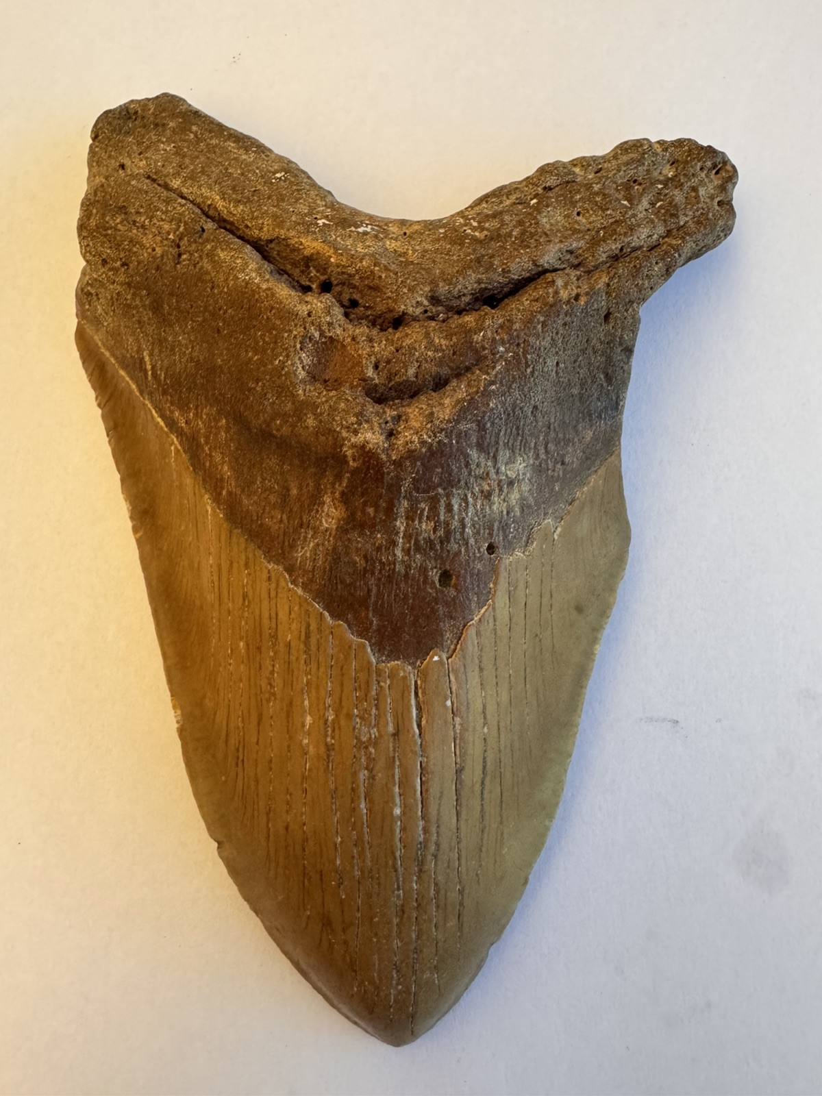 Golden Brown Megalodon Shark Tooth(No Restoration) 6.1 inches Golden Brown Megalodon Shark Tooth(No Restoration) 6.1 inches