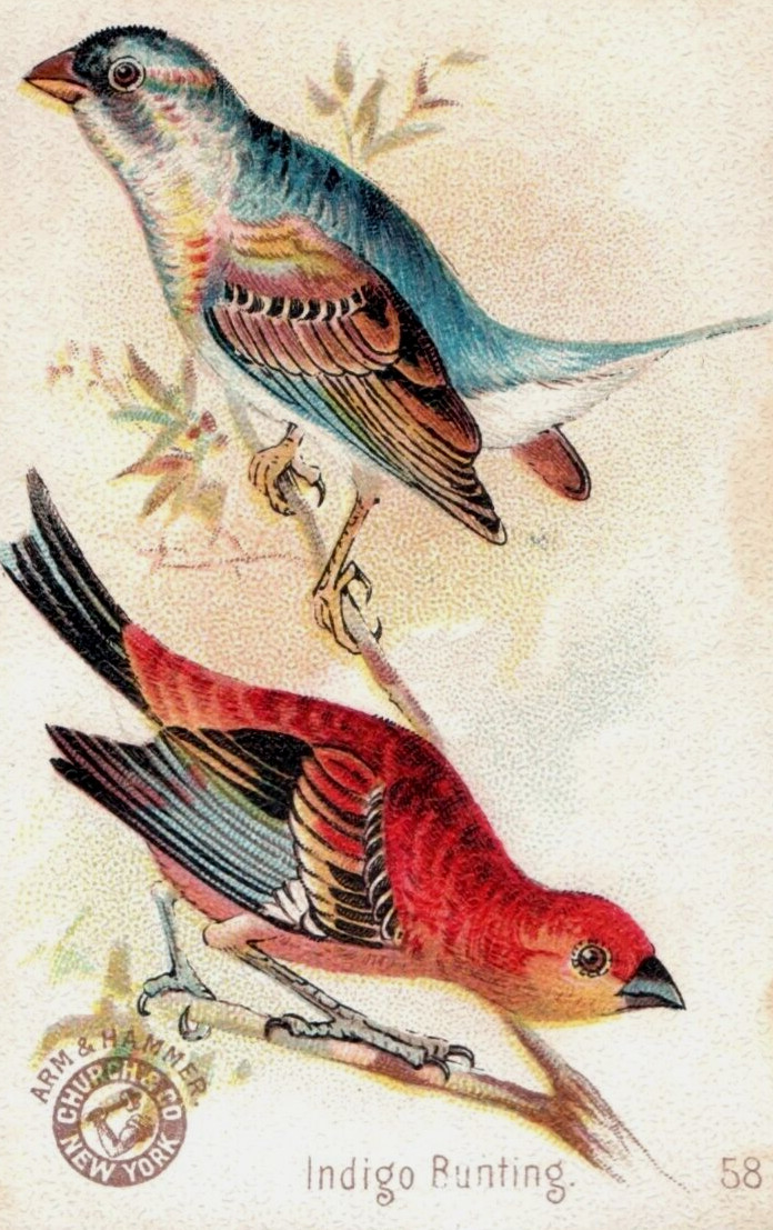 1880s-90s Arm & Hammer Beautiful Birds Indigo Bunting No.58 F150