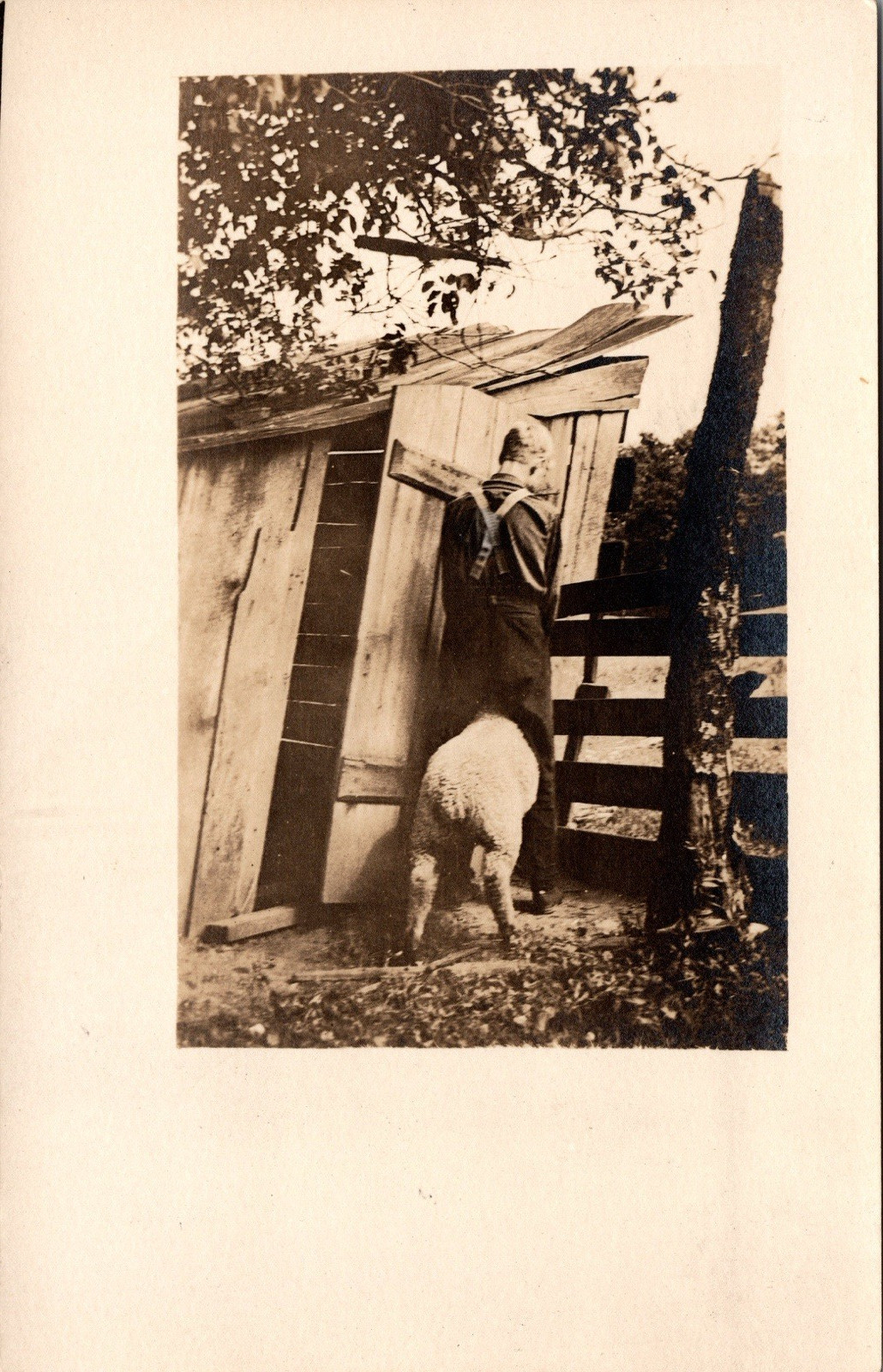 Postcard Real Photo RPPC Man Straddling a Sheep Lamb? Unposted