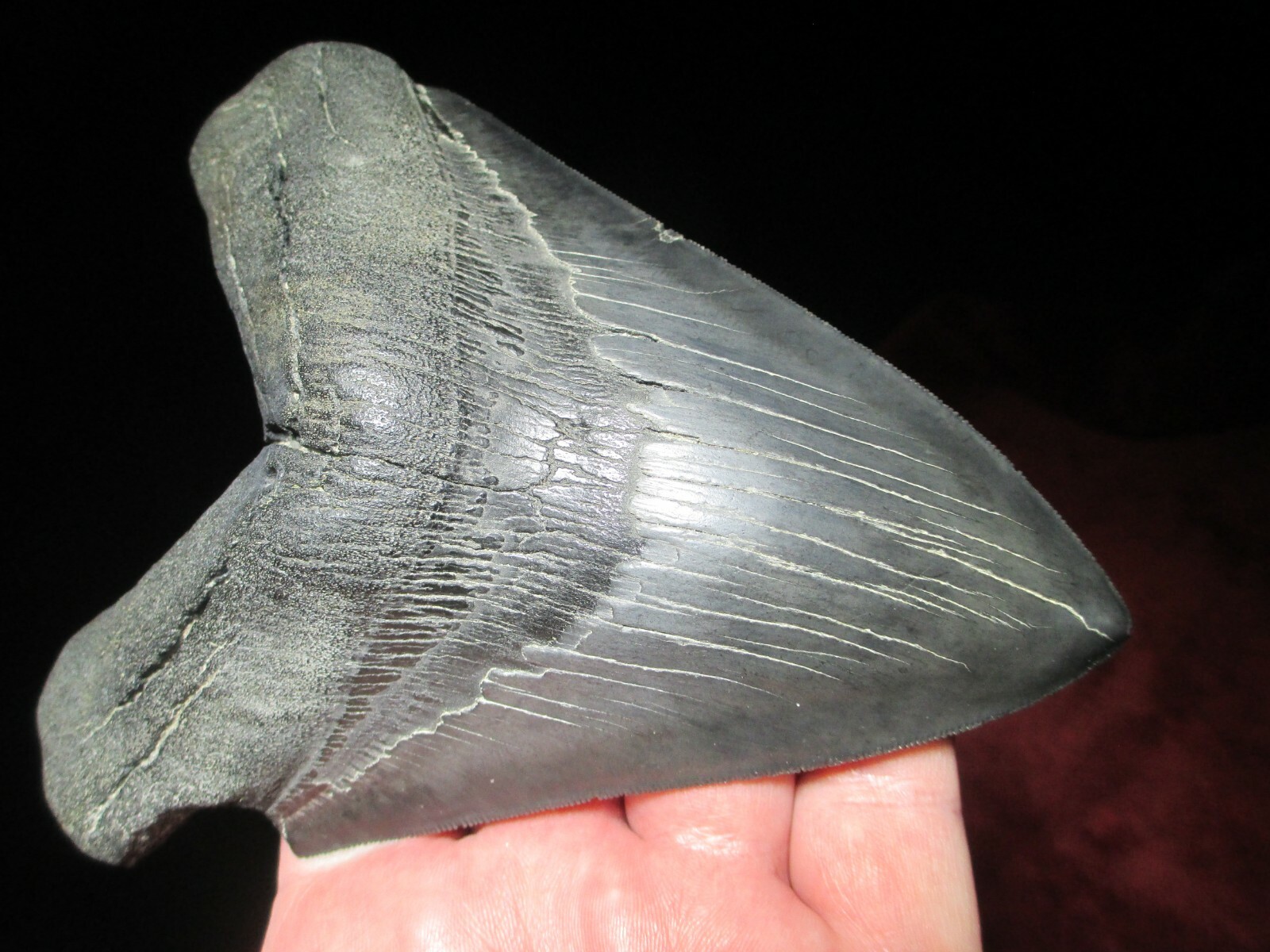 6 1/8 Inch MEGALODON SHARK TOOTH Fossil Fish Teeth MEGA SERRATED SEA MONSTER SIX