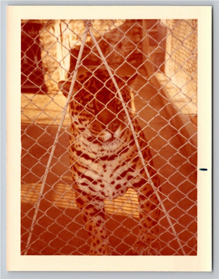 1970s Big Cat Jaguar Leopard Zoo Enclosure Vintage Color Photo Snapshot 1970s Big Cat Jaguar Leopard Zoo Enclosure Vintage Color Photo Snapshot