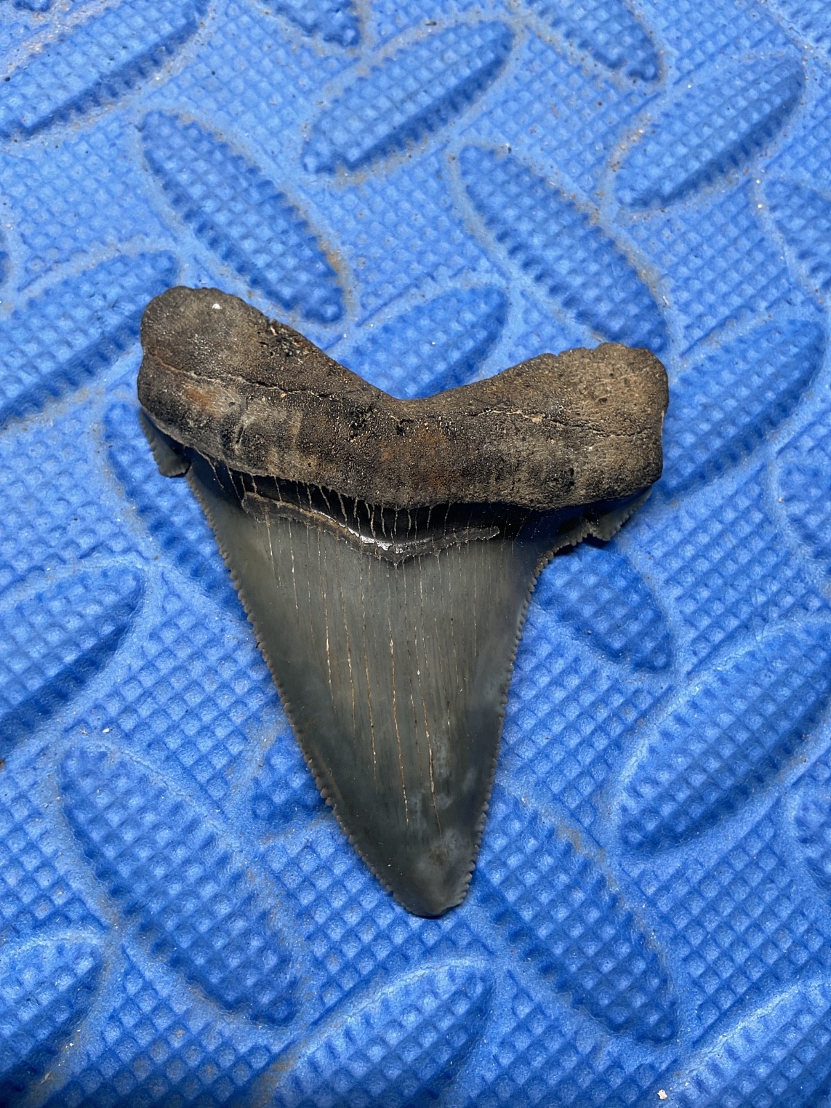 Angustidens shark tooth fossil 2.6 inch High quality from SC