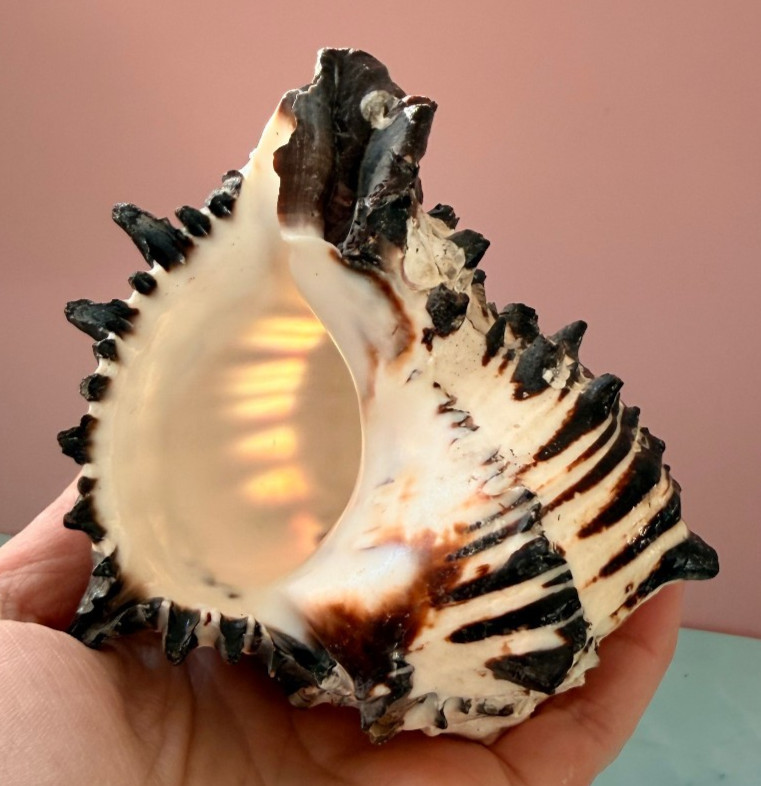 HEXAPLEX RADIX MUREX Natural Genuine Sea Shell 4.75\
