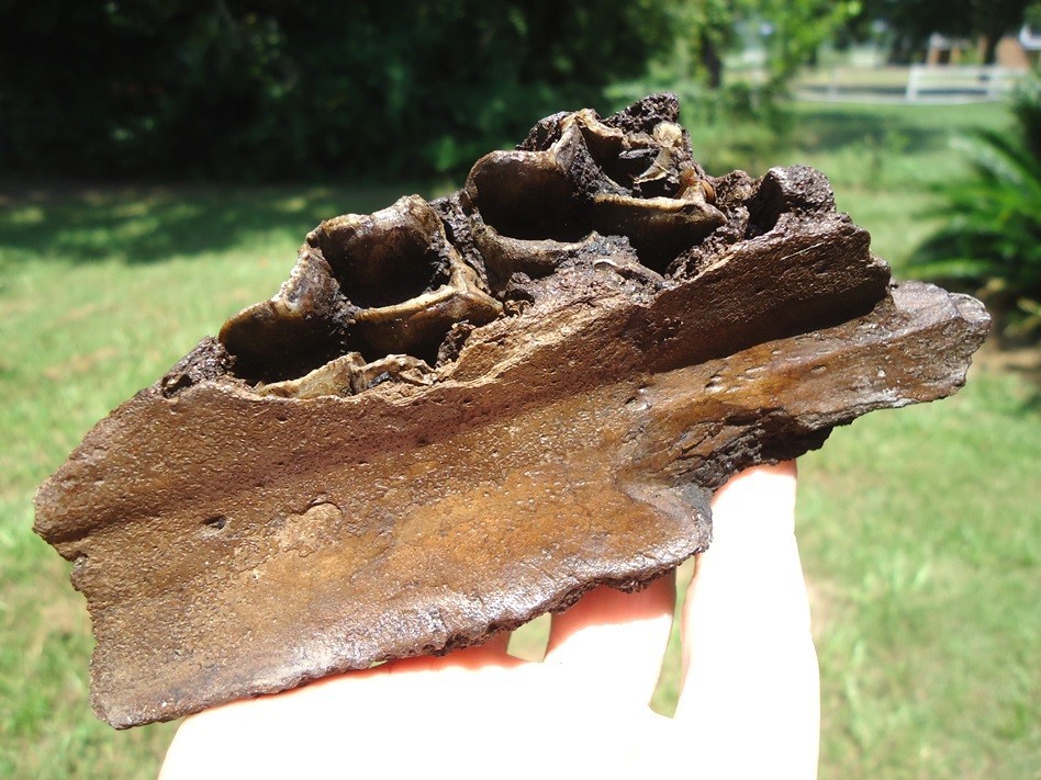 BEYOND RARE HORSE JAW FROM LA BREA TAR PITS CALIFORNIA FLORIDA FOSSILS EQUUS FL